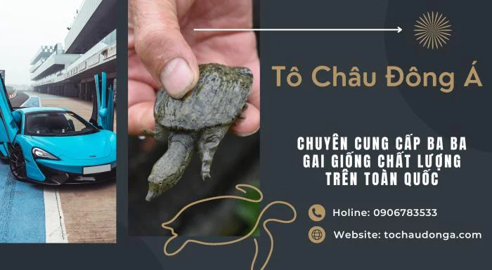 Cung Cấp Ba Ba Gai Giống Tại Cần Thơ Giá Rẻ